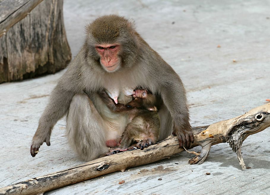 mico, alimentació, nena, mare, jove, cura, mico amb un cadell, zoo, fauna animal, animals a la natura, assegut, animal, un animal, primat, mamífer, vertebrats, grup d’animals, cap gent, centrar-se en primer pla, dos animals, naturalesa, a l'aire lliure, material de fusta, dia, babuí, família d’animals, boca oberta, 2K