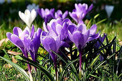 flower, crocus, violet, spring, flowering plant, purple, freshness, plant, beauty in nature, vulnerability, fragility, growth, iris, petal, field, nature, close-up, land, day, no people, focus on foreground, inflorescence, flower head, outdoors, springtime, flowerbed, 2K, CC0, public domain, royalty free