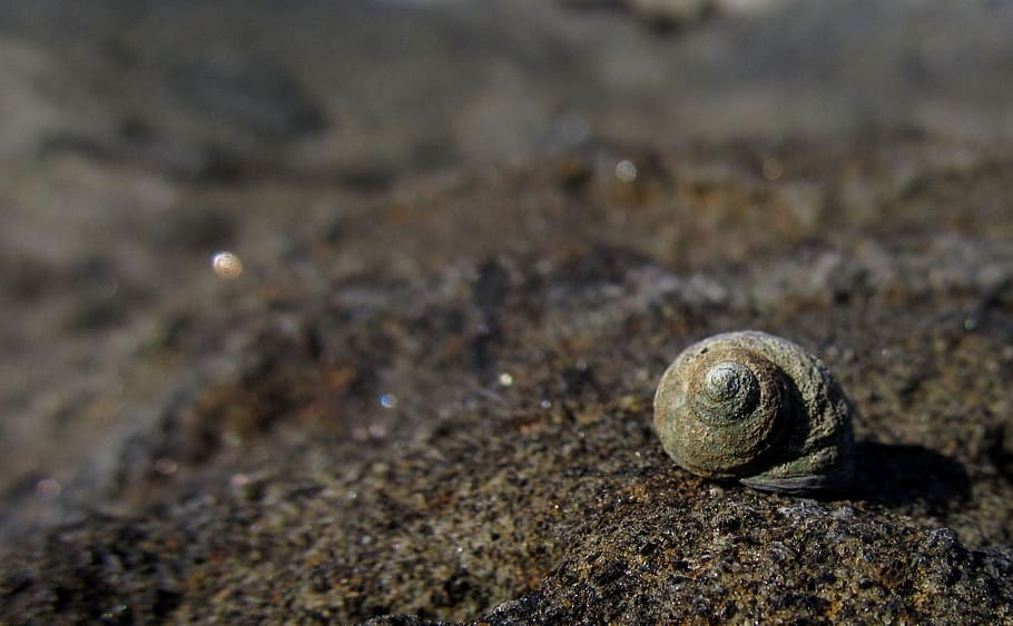 marró, petxina de cranc ermità, sòl, shell, fons per a les cotitzacions, pressupostos, disseny, estiu, símbol, cita, viatjar, naturalesa, platja, turisme, borrosa, gira, petxina de mar, vacances, viatge, decoració, estil, fauna animal, animal, animals a la natura, temes d'animals, closca d’animals, primer pla, cap gent, terra, un animal, sòlid, rock, rock - object, mol·lusc, dia, invertebrat, textura, a l'aire lliure, marí, 2K