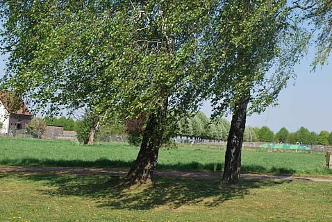 Landschaft, Bäume, Sträucher, Grün, Hain, Natur, Baum, Buchse, Pflanze, Garten, Frühling, Blätter, Kindergarten, schließen, Gras, Wachstum, grüne Farbe, Schönheit in der Natur, Feld, Ruhe, Tag, Land, keine Leute, ruhige Szene, Szenen - Natur, draußen, die Architektur, Umgebung, gebaute Struktur, Park, von Bäumen gesäumt, 4K, CC0, gemeinfrei, lizenzfrei