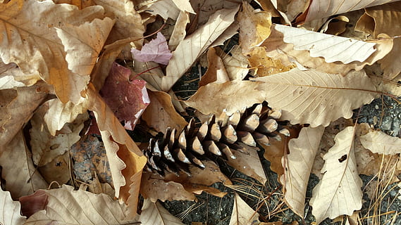 rudenį, pinecone, lapai, Spalio mėn, gamtos rudenį, kaimiškas, miškai, nėra žmonių, augalų dalis, pobūdį, aukšto kampo vaizdas, didelė objektų grupė, visą kadrą, Iš arti, sausas, ruda, dieną, grybai, gausa, fonas, tiesiogiai virš, žemės, grybelis, modelį, ruduo, pakeisti, 1080P, CC0, Viešasis domenas, nemokamai