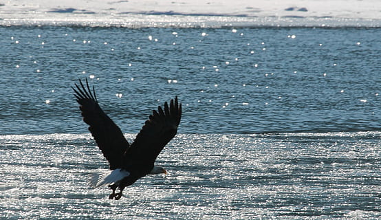 eagle, flying, sky, bald eagle, bald, raptor, bird, nature, wild, flight, american, symbol, feathers, beak, dom, majestic, wings, predator, water, animal themes, vertebrate, animal, animal wildlife, animals in the wild, one animal, sea, spread wings, motion, no people, beauty in nature, day, outdoors, mid-air, waterfront, seagull, 1080P, CC0, public domain, royalty free