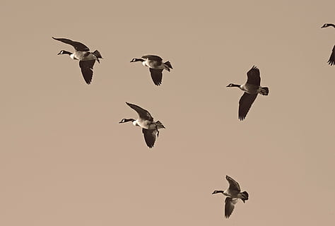 husy, migrace, migrovat, stádo, migrující, vodní ptáci, pozorování ptáků, slepice, husa, fauna, Příroda, létající, zvířata ve volné přírodě, pták, zvířat, střední vzduch, nikdo, venku, roztažená křídla, skákání, zvíře, skupina zvířat, obratlovců, nebe, hejno ptáků, velká skupina zvířat, nízký úhel pohledu, pohyb, den, krása v přírodě, racek, sladkovodní pták, 1080P, CC0, veřejná doména, bez autorských práv