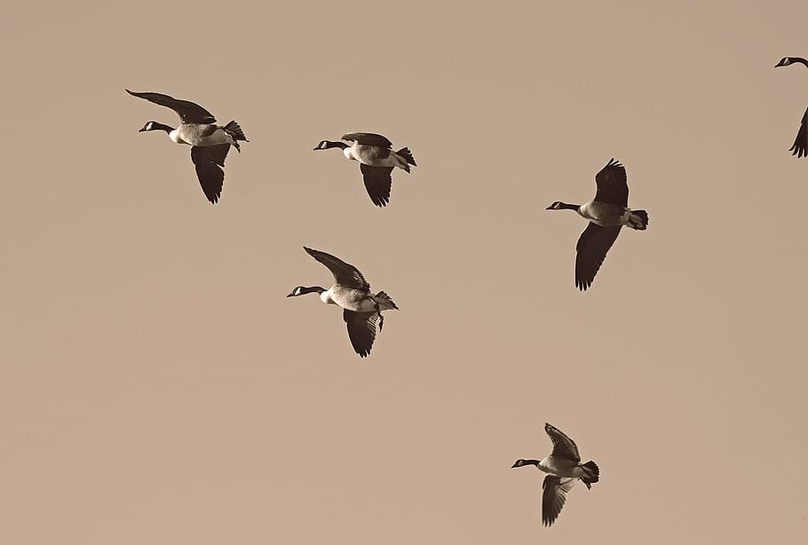 Oca, migració, migrar, ramat, migratori, aus aquàtiques, observació d'aus, gallines, fauna, naturalesa, volant, animals a la natura, ocell, fauna animal, a l'aire, temes d'animals, cap gent, a l'aire lliure, ales separades, saltar, animal, grup d’animals, vertebrats, cel, ramat d’ocells, gran grup d’animals, vista d’angle baix, moviment, dia, bellesa a la natura, gavina, ocell d’aigua dolça, 1080P