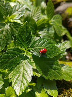 ladybug, leaf, plant part, green color, plant, beetle, insect, red, nature, animal, invertebrate, growth, animal themes, animal wildlife, animals in the wild, day, one animal, focus on foreground, no people, close-up, outdoors, leaves, 4K, CC0, public domain, royalty free
