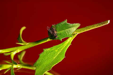 fliegen, Insekt, Flügel, Blatt, Natur, Grün, rot, Tier, schließen, Stubenfliege, spiegelung, Hintergrund, Tapete, Makro, Tierthemen, wirbellos, Tierwelt, ein Tier, Pflanzenteil, grüne Farbe, Tiere in freier Wildbahn, keine Leute, Pflanze, Nahansicht, Tierkörperteil, farbiger Hintergrund, Studioaufnahme, draußen, Heuschrecke, 4K, CC0, gemeinfrei, lizenzfrei