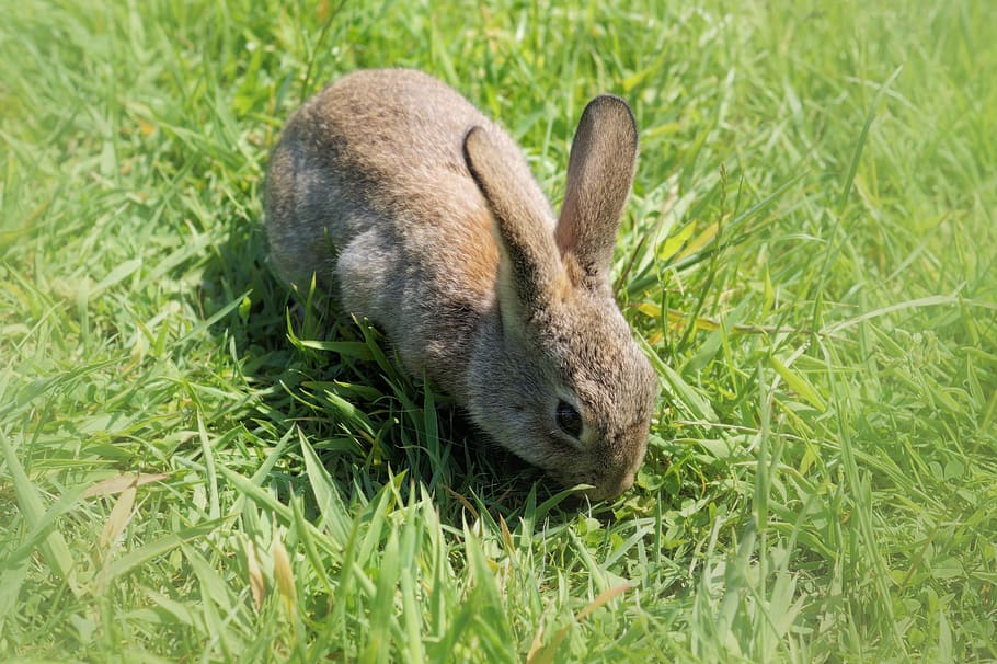 llebre, conill nan, conill, llarga orellada, Pasqua, conill de Pasqua, conill - animal, animal, herba, bonic, mascotes, esponjós, mamífer, naturalesa, nadó conill, a l'aire lliure, orella animal, pell, petit, primavera, un animal, temes d'animals, fauna animal, dia, planta, color verd, camp, animals a la natura, vertebrats, cap gent, terra, animals domèstics, creixement, primer pla, herbívors, cap d’animals, 5K