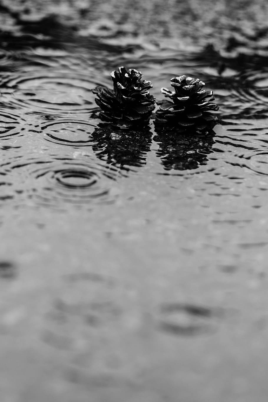 konglen, dam, regnvann, natur, regn, vann, ingen folk, rippled, dyre temaer, vannkanten, selektiv fokusering, dag, nærbilde, utendørs, gruppe dyr, høy vinkel visning, refleksjon, innsjø, dyr, våt, skjønnhet i naturen, ro, dyreliv, overflatenivå, 5K