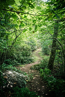 devanado, bosque, camino, verde, arboles, naturaleza, paisaje, árbol, al aire libre, viaje, montaña, madera, rural, temporada, país, escena, escénico, ruta, curva, verano, planta, color verde, tierra, crecimiento, sendero, tranquilidad, dirección, belleza en la naturaleza, nadie, el camino a seguir, día, escena tranquila, follaje, exuberante follaje, escena no urbana, paisajes - naturaleza, 5K, CC0, dominio público, libre de derechos