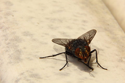 fly, housefly, insect, close, animal, macro, wing, compound eyes, closeup, invertebrate, animal themes, animal wildlife, animals in the wild, one animal, close-up, animal wing, no people, nature, day, outdoors, zoology, focus on foreground, animal body part, arthropod, selective focus, full length, butterfly - insect, 2K, CC0, public domain, royalty free