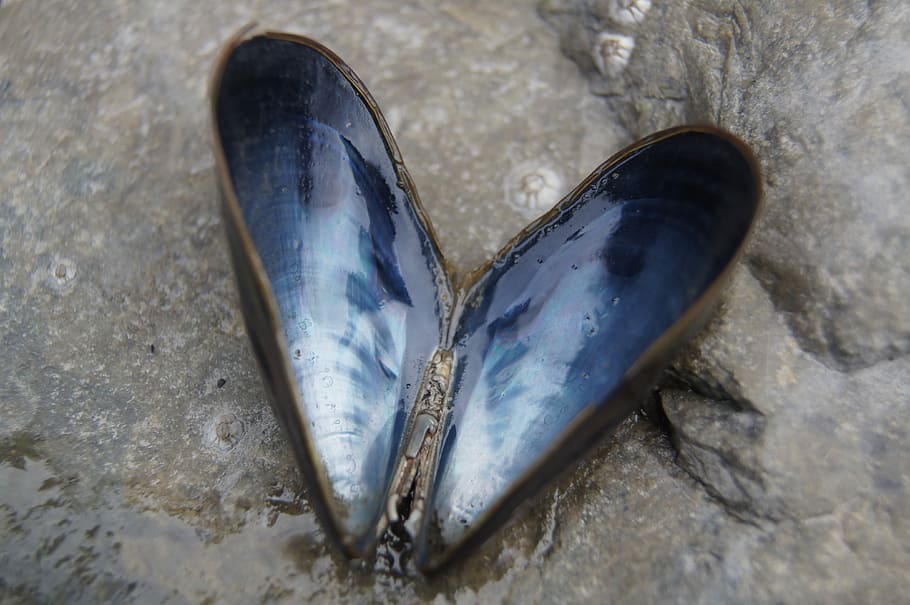 modrý, Černá, mořské mušle, Černé moře, shell, srdce, pláž, přírodní, moře, písek, Příroda, milovat, tvar, oceán, symbol, cestovat, mušle, dovolená, romantika, voda, venkovní, miláček, romantický, design, pobřeží, dekorativní, vzor, Aljaška, alaskan, námořní, Ryba, přímo nad, nikdo, detail, uvnitř, den, vysoký úhel pohledu, stálý život, venku, zvíře, boty, přistát, selektivní zaměření, obratlovců, jeden objekt, dva objekty, zvířat, pevný, 4K