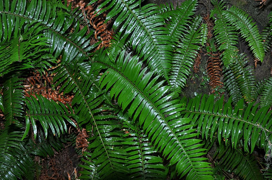 felci, foresta pluviale, flora, colore verde, pianta, foglia, parte vegetale, albero, crescita, bellezza nella natura, fotogramma intero, nessuno, natura, giorno, sfondi, felce, la tranquillità, avvicinamento, terra, all'aperto, Pino, fogliame, fogliame lussureggiante, albero di conifere, foglia di palma, bosco di pini, 4K