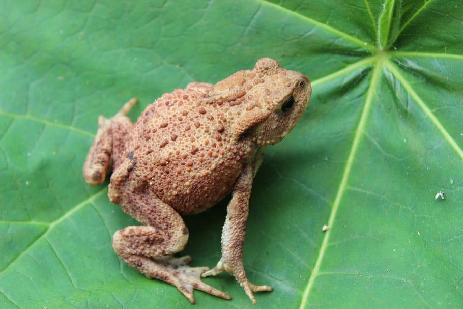 rospo, foglia, verruche, verde, un animale, temi animali, colore verde, animali allo stato selvatico, fauna selvatica, parte vegetale, animale, avvicinamento, nessuno, natura, anfibio, rettile, lucertola, vertebrato, rana, lunghezza intera, all'aperto, pianta, 2K