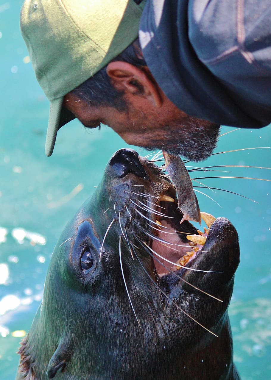Fischer, vell, robbe, peixos, pinsos, peix, alimentació, saltar, demostració, perillós, apareixen, aigua, menjar, animal, mar, Lleó marí, vida salvatge, mamífer, naturalesa, un animal, part del cos dels animals, cap d’animals, fauna animal, temes d'animals, vertebrats, animals a la natura, dia, primer pla, sota l'aigua, cap gent, mamífer aquàtic, a l'aire lliure, boca oberta, segell - animal, boca d’animals, herbívors, bigotis, 2K