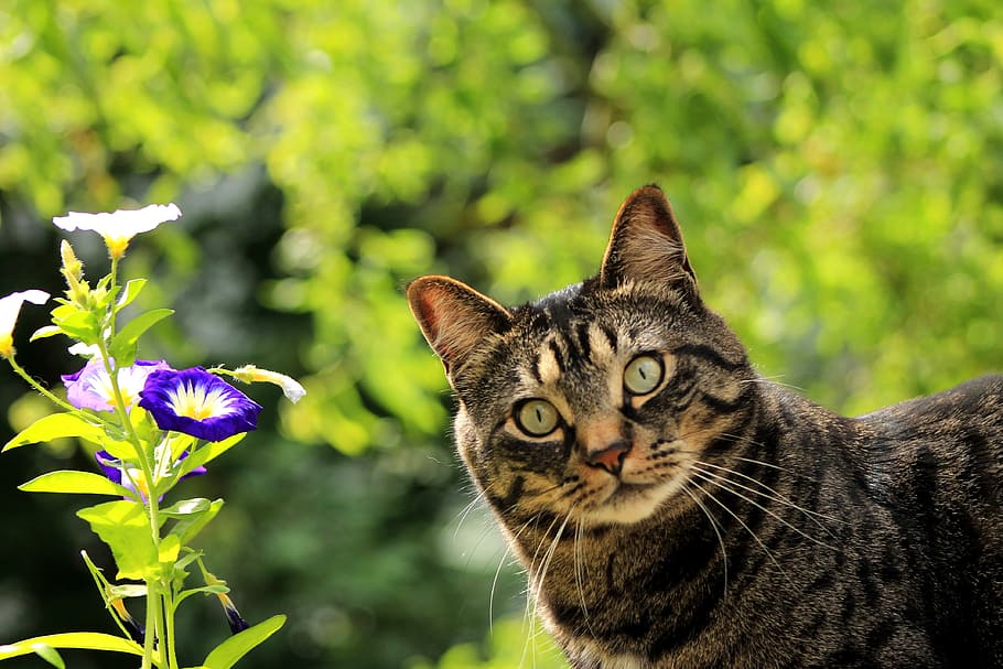 gat, selectiu, focalitzar la fotografia, gatet, flor, primavera, mascota, felí, naturalesa, nacional, mamífer, jardí, animal, bonic, sorpresa, fixa't, tabby, meu, feliç, a l'aire lliure, dolç, mascotes, animals domèstics, gat domèstic, temes d'animals, planta, un animal, centrar-se en primer pla, bigotis, vertebrats, cap gent, retrat, dia, primer pla, mirant la càmera, cap d’animals, ull d’animals, 4K