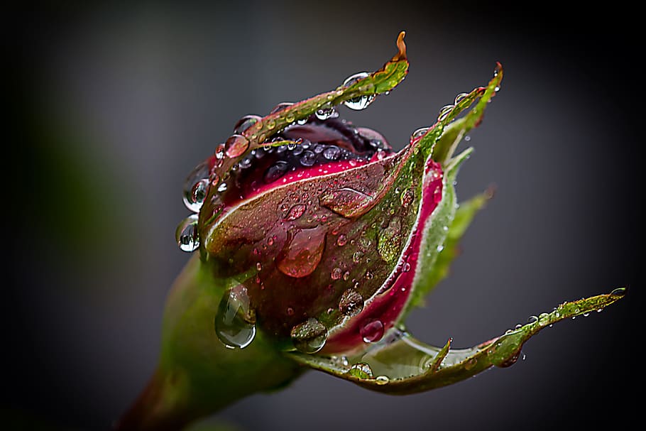 rød, grøn, blomst, dryppe, regndråbe, våd, have, Rose, regn, hvid, dråbe vand, kærlighed, frisch, romantisk, humør, natur, rød rose, blomstre, flor, isolerede, dråbe, blad, vand, ingen mennesker, tæt på, plante, plante del, friskhed, skønhed i naturen, sårbarhed, skrøbelighed, vækst, dug, udendørs, sort baggrund, blomsterhoved, renhed, 4K