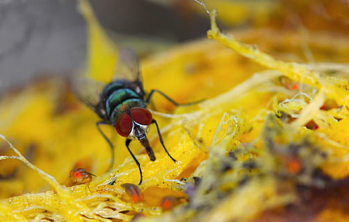 volare, macro, Mango, insetto, natura, vicino, colore, piccolo, nero, naturale, occhio, peste, peloso, rosso, giallo, temi animali, fauna selvatica, animale, invertebrato, avvicinamento, animali allo stato selvatico, un animale, messa a fuoco selettiva, ingrandimento, nessuno, mangiare, pianta, bellezza nella natura, parte del corpo animale, cibo, formica, condizione naturale, 2K, CC0, dominio pubblico, privo di copyright