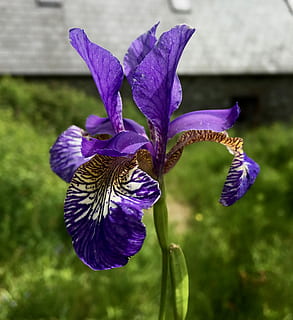 iris violet, fleur, iris, violet, Floraison, coloré, plante à fleurs, pétale, fragilité, beauté dans la nature, fraîcheur, vulnérabilité, croissance, plante, fermer, tête de fleur, inflorescence, iris - plante, se concentrer sur le premier plan, la nature, personne, journée, champ, 2K, CC0, domaine public, libre de droits