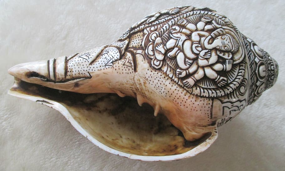 cargol, shell, mar, closca de cargol, primer pla, a l'interior, cap gent, art i artesania, part del cos dels animals, creativitat, sol objecte, representació, cocodril, un animal, ceràmica, part del cos, antic, artesania, dents d’animals, os, boca d’animals, 4K