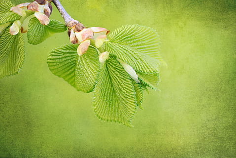 pianta verde foglia, ramo, motore, le foglie, primavera, natura, Olmo pensile, vicino, pianta, colore verde, foglia, parte vegetale, crescita, albero, bellezza nella natura, nessuno, avvicinamento, freschezza, fiore, giorno, pianta fiorita, all'aperto, copia spazio, sfondo verde, sfondo colorato, 1080P, CC0, dominio pubblico, privo di copyright