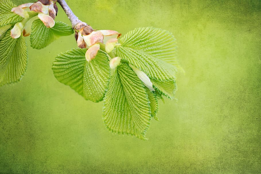 planta de fulla verda, branca, motor, fulles, primavera, naturalesa, l'om penjat, tancar, planta, color verd, full, part de la planta, creixement, arbre, bellesa a la natura, cap gent, primer pla, frescor, flor, dia, planta amb flors, a l'aire lliure, còpia espai, fons verd, fons de colors, 1080P