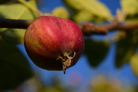 Apple Tree, Fruit, Tree, apple, fruit, tree, red, close, nature, food, immature, small, apple - fruit, food and drink, freshness, healthy eating, close-up, wellbeing, focus on foreground, plant, growth, day, no people, outdoors, fruit tree, branch, selective focus, ripe, 5K, CC0, public domain, royalty free
