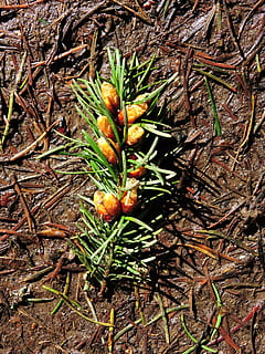 pin, pignons de pin, forêt, plante, journée, personne, croissance, la nature, terre, couleur verte, champ, vue grand angle, beauté dans la nature, arbre, fermer, aliments, fraîcheur, partie de la plante, en plein air, Nourriture et boisson, directement au-dessus, feuille, tranquillité, conifère, 4K, CC0, domaine public, libre de droits