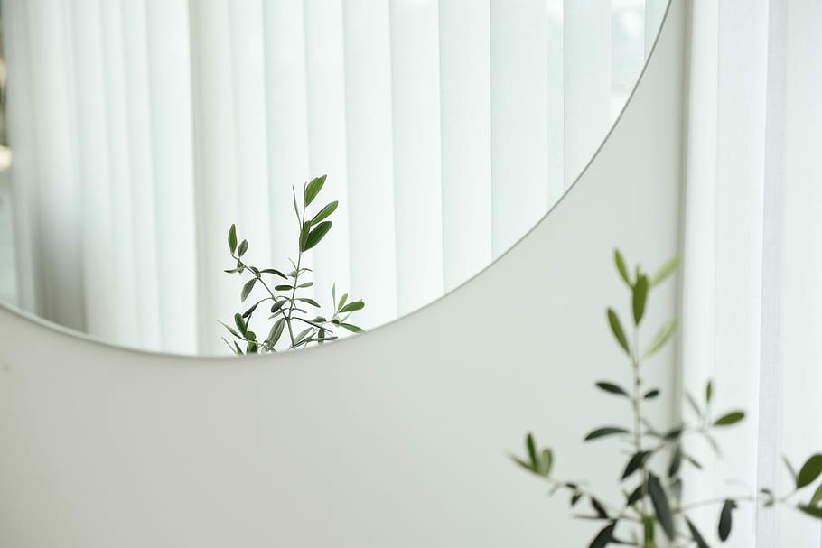 planta de fulla verda, sense títol, planta, mirall, reflexió, blanc, persianes, interior, naturalesa, reaf, part de la planta, creixement, flor, full, a l'interior, cap gent, Color blanc, planta amb flors, primer pla, color verd, bellesa a la natura, frescor, dia, finestra, planta d'interior, herba, tir de l'estudi, cap de flor, arranjament floral, color plata, 1080P