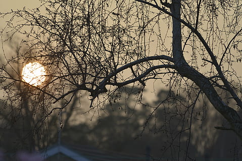 Dom, ajuste, mediante, árbol, planta, rama, árbol desnudo, naturaleza, cielo, nadie, belleza en la naturaleza, tranquilidad, al aire libre, día, paisajes - naturaleza, escena tranquila, silueta, el maletero, bosque, tierra, temperatura fría, centrarse en primer plano, 5K, CC0, dominio público, libre de derechos