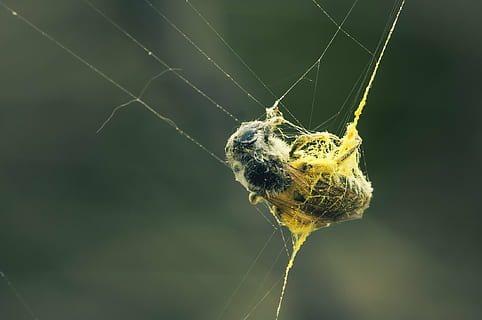 fanget, netværk, støves, spindelvæv, tæt, natur, insekt, makro, bytte, spise, spinnenfaden, anstrengte netværk, små dyr, fangst, edderkop, edderkoppespind, tæt på, dyre temaer, dyr, skrøbelighed, hvirvelløse, et dyr, dyr i naturen, dyreliv, arachnid, leddyr, sårbarhed, fokus på forgrunden, ingen mennesker, overlevelse, dag, zoologi, web, udendørs, dyr ben, kompleksitet, 1080P, CC0, offentligt domæne, royaltyfrie