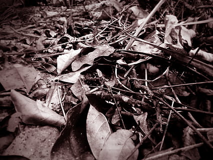 foglia, cinematico, terra, foresta, vecchio, natura, parte vegetale, asciutto, autunno, modificare, giorno, avvicinamento, le foglie, pianta, campo, nessuno, fragilità, caduta, vulnerabilità, ramoscello, all'aperto, messa a fuoco selettiva, vista dall'alto, bastone - parte vegetale, disordinato, secco, foglia di acero, 4K, CC0, dominio pubblico, privo di copyright