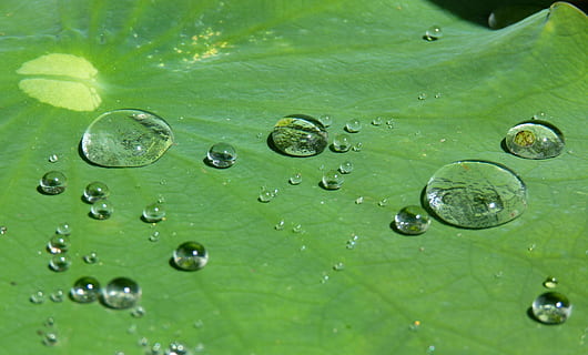 vanndugg, blad, lotus effekt, dryppe, vann, struktur, regndråpe, gjennomsiktig, beaded, løpe av, våt, vanndråpe, Lukk, lotus, natur, dam, akvatisk plante, botanikk, anlegg, grønn, miste, grønn farge, dugg, friskhet, regn, væske, nærbilde, makro, miljø, bakgrunn, sommer, plante del, ingen folk, full ramme, renhet, boble, skjønnhet i naturen, utendørs, blader, 4K, CC0, offentlig domene, opphavsrett gratis