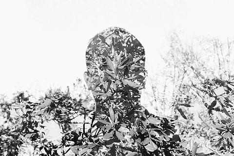 grayscale photo, trees, people, man, camera, effect, double exposure, leaves, nature, landscape, monochrome, black And White, flower, plant, growth, flowering plant, day, close-up, outdoors, beauty in nature, no people, tranquility, freshness, environment, vulnerability, fragility, focus on foreground, land, sky, beauty, portrait, flower head, floral pattern, bright, 5K, CC0, public domain, royalty free