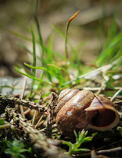 snegl, eng, skal, natur, makro, tæt, snegl shell, græsser, blade af græs, dyr verden, et dyr, ingen mennesker, dyre temaer, dag, plante, dyreliv, dyr, tæt på, dyr i naturen, mollusk, selektiv fokusering, dyreskal, hvirvelløse, havsnegle, udendørs, plante del, dyr kropsdel, 2K, CC0, offentligt domæne, royaltyfrie