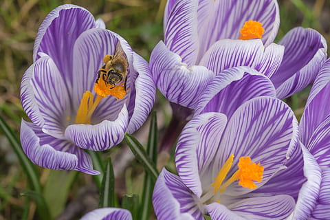 lähikuva, kuva, kolme, violetti, kukat, krookus, kukka, kukinta, kevään crocus, vuoren niitty, keväällä sahrami, alpine crocus, crocus vernus, luonto, kevät, crocus-niitty, keväällä, keltainen, makro, frühlingsanfang, kevään alussa, kasvi, kauneus luonnossa, alttius, hauraus, terälehti, hyönteinen, eläin, eläinten teemoja, eläinten villieläimet, selkärangaton, eläimiä, tuoreus, kukka pää, kasvu, yksi eläin, kukinto, siitepöly, ei ihmisiä, pölytys, iiris, perhonen - hyönteinen, 2K, CC0, public domain, rojaltivapaa