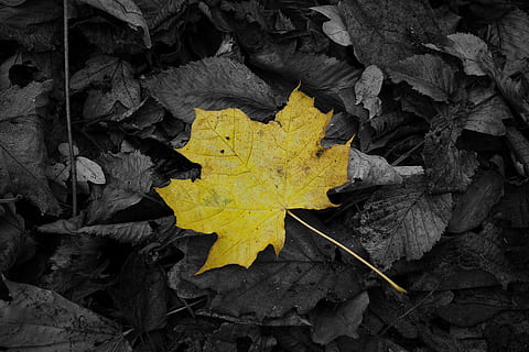maple, daun, kuning, hitam, musim gugur, hutan, alam, Daun-daun, jatuh dedaunan, warna, Latar Belakang, efek warna, bagian tanaman, perubahan, kering, tidak ada orang, daun maple, merapatkan, vena daun, tepat di atas, hari, tampilan sudut tinggi, menanam, di luar rumah, pola alami, keindahan di alam, kerentanan, kondisi alam, 5K, CC0, domain publik, bebas royalti