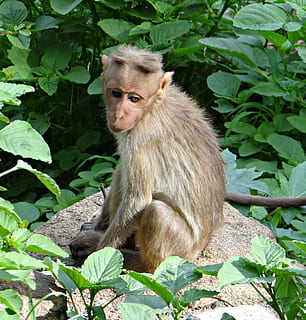Haubenaffe, macaca radiata, Makaken, Affe, Tier, Säugetier, Tierwelt, Fauna, Primas, Karnataka, Indien, Natur, süß, Asien, Tiere in freier Wildbahn, tropischer Regenwald, ein Tier, Wirbeltier, Blatt, Sitzung, Pflanzenteil, Pflanze, grüne Farbe, Tag, suchen, keine Leute, Baum, draußen, 2K, CC0, gemeinfrei, lizenzfrei
