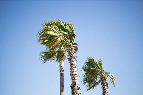 green, leafed, trees, daytime, coconut, palm, tree, blue, sky, palm trees, palm tree, clear sky, plant, no people, growth, day, colored background, tropical climate, nature, leaf, low angle view, beauty in nature, sunny, outdoors, copy space, green color, sunlight, tall - high, tropical tree, coconut palm tree, palm leaf, 1080P, CC0, public domain, royalty free