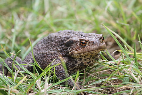 dyr, tudse, frø, dyre temaer, dyreliv, et dyr, dyr i naturen, græs, plante, hvirveldyr, tæt på, ingen mennesker, krybdyr, natur, grøn farve, jord, dag, Mark, padde, fokus på forgrunden, selektiv fokusering, firben, dyr hoved, dyre skala, 4K, CC0, offentligt domæne, royaltyfrie