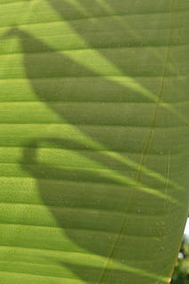 Hintergrund, Licht und Schatten, Schatten, Licht, Muster, Struktur, Bananenblatt, Mittelmeer, Sonne, Lichtmuster, tropisch, Grün, grüne Farbe, Wachstum, Pflanze, Natur, Tag, Nahansicht, keine Leute, Blatt, Sonnenlicht, Pflanzenteil, Schönheit in der Natur, Vollbild, Hintergründe, draußen, Blätter, natürliches Muster, Frische, Blattvene, Weicher Fokus, Reinheit, 5K, CC0, gemeinfrei, lizenzfrei