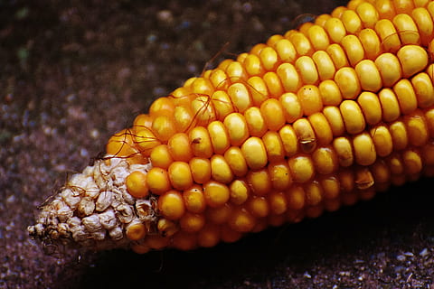 corn, corn on the cob, corn kernels, vegetables, food, nature, vegetable mais, food and drink, yellow, close-up, healthy eating, no people, barbecue, night, wellbeing, vegetable, sweetcorn, focus on foreground, freshness, corn - crop, agriculture, cereal plant, outdoors, crop, day, snack, temptation, 5K, CC0, public domain, royalty free