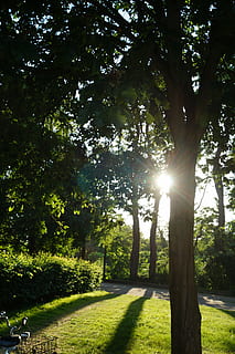 árvore, Dom, natureza, luz de fundo, plantar, luz solar, raio de Sol, grama, crescimento, beleza na natureza, céu, reflexo de lente, parque, tranquilidade, sombra, cor verde, dia, cena tranquila, ninguém, terra, ao ar livre, transmissão, 5K, CC0, domínio público, royalty free