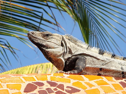 tancar, fotografia, gris, iguana, mexicà, palmell, llangardaix, naturalesa, salvatge, vida salvatge, rèptil, animal, tropical, verd, ull, criatura, drac, yucatan, cancun, temes d'animals, un animal, vertebrats, fauna animal, animals a la natura, cap gent, primer pla, dia, llum solar, centrar-se en primer pla, a l'aire lliure, planta, vista d’angle baix, mirant cap a fora, part del cos dels animals, cap d’animals, escala d’animals, 1080P, CC0, domini públic, lliure de regalies