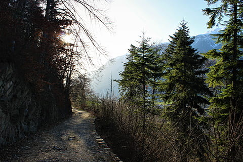 calea pădurilor, primăvară, verde, natură, copac, peisaj, lemn, traseu, cer, pădure, Munte, rază de soare, poiană, coroană, iarbă, piatră, soare, plantă, calea de urmat, direcţie, cărare, liniște, frumusețe în natură, nici o persoana, creştere, o scenă liniștită, drum, teren, scenice - natura, scenă non-urbană, zi, murdărie, transport, diminuarea perspectivei, conifer, Brad, în aer liber, pini de pădure, treelined, 4K, CC0, domeniu public, fără drepturi de autor