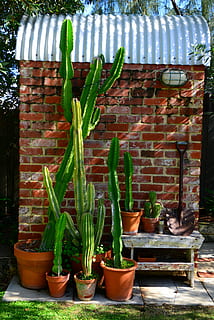 cactus, maó, textura, paret, pati, jardí, exterior, textura de la paret, planta, creixement, planta en test, cap gent, paret de maó, naturalesa, dia, davant o pati del darrere, color verd, funció de construcció de parets, arquitectura, estructura construïda, a l'aire lliure, test de flor, exterior de l'edifici, contenidor, llum solar, seient, jardineria, planta d'interior, 5K, CC0, domini públic, lliure de regalies