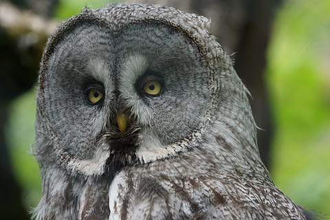 sélectif, photo de mise au point, gris, hibou, façon, nuit active, animal, thèmes animaux, oiseau de proie, la faune des animaux, un animal, oiseau, animaux à l'état sauvage, vertébré, se concentrer sur le premier plan, fermer, portrait, partie du corps de l'animal, journée, regarder la caméra, personne, la nature, tête d'animal, en plein air, œil, les yeux jaunes, le bec, oeil d'animal, Aigle, 5K, CC0, domaine public, libre de droits
