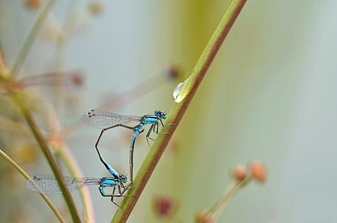 guldsmed, insekt, parring, rovdyr insekt, makro, dyr, reed, uheldige dragonfly, natur, tæt på, hvirvelløse, dyreliv, dyre temaer, dyr i naturen, et dyr, plante, fokus på forgrunden, selektiv fokusering, ingen mennesker, dag, dyrefløj, dyr kropsdel, skønhed i naturen, udendørs, damselfly, 4K, CC0, offentligt domæne, royaltyfrie