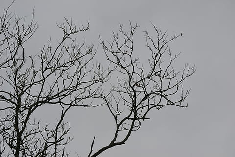 morto, rami, inverno, autunno, rami secchi, inverno, autunno, albero nudo, nessuno, ramo, natura, uccello, all'aperto, albero, cielo, silhouette, pianta, Inquadratura dal basso, la tranquillità, bellezza nella natura, scenics - natura, cielo sereno, giorno, appollaiati, scena tranquilla, tronco, vertebrato, pianta morta, 2K, CC0, dominio pubblico, privo di copyright