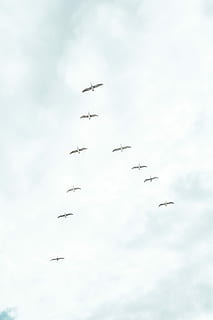 v formació, ramat, ocell, volant, direcció, grup, junts, volar, cel, núvol, ennuvolat, buscant, vista d’angle baix, núvol - cel, grup d’animals, vertebrats, a l'aire, animal, avió, animals a la natura, moviment, vehicle aeri, temes d'animals, cap gent, gran grup d’animals, en moviment, fauna animal, dia, naturalesa, ramat d’ocells, treball en equip, ordre, indústria aeroespacial, 5K, CC0, domini públic, lliure de regalies