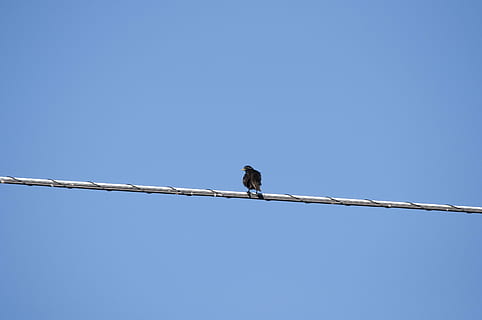 Vogel, Draht, Sitzung, schwarz, Blau, Linie, Himmel, Natur, Tierwelt, Tier, elektrisch, Tierthemen, hocken, Tiere in freier Wildbahn, Wirbeltier, Kabel, klarer Himmel, ein Tier, Elektrizität, kopieren sie platz, Flachwinkelansicht, keine Leute, Technologie, Tag, Verbindung, draußen, Netzteil, Telefonleitung, 4K, CC0, gemeinfrei, lizenzfrei